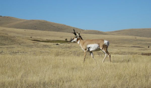 A solitary American pronghorn male on the National Bison Range in western Montana.