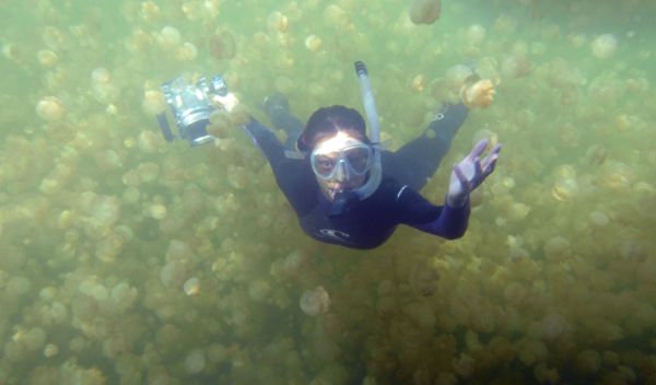Photo of Kakani Young swimming among jellyfish.
