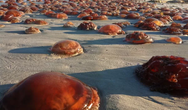 Jellyfish known as "sea tomatoes" on Cable Beach in western Australia