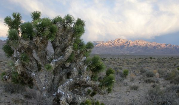 Photo of a Joshua tree dusted with snow following a spring snowstorm in Tikaboo Valley, Nevada.