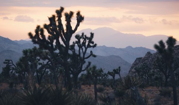 Joshua trees and a Mojave yucca at dusk; climate change is affecting the plants' flowering times.