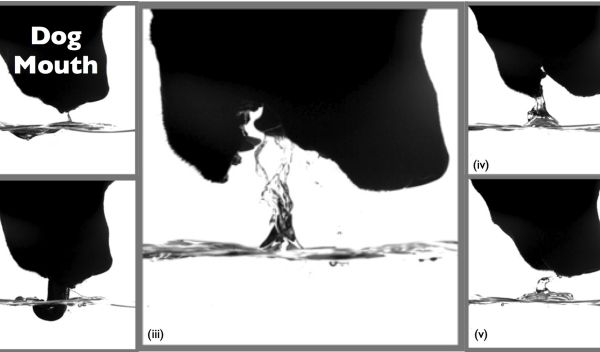 sequence of images showing how a dog drinks water