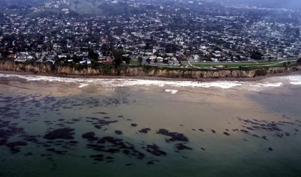 Aerial view of the canopy of giant kelp floating offshore near the city of Santa Barbara, Calif.
