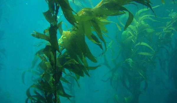 kelp