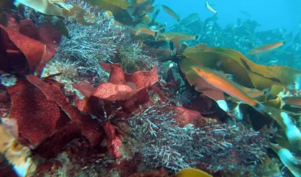 senorita fish swim among red, brown and green algae