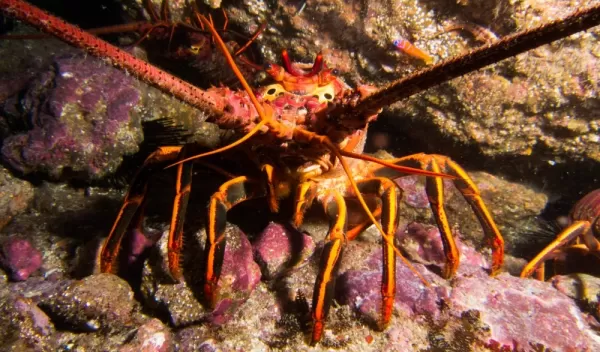 California spiny lobster
