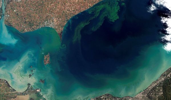 freshwater harmful algal bloom turned Lake Eric a bright blue-green