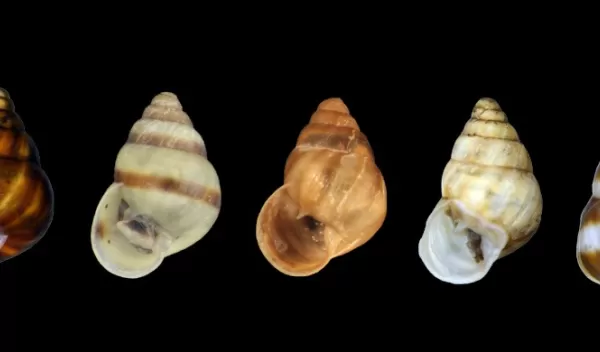 tree-dwelling snails