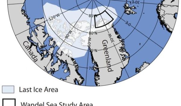 The Wandel Sea is inside what's known as the 'Last Ice Area' in the Arctic Ocean.