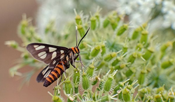 a moth