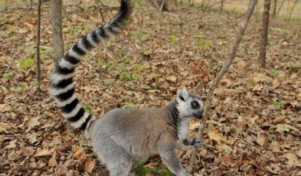 ring-tailed lemur sniffs a tree