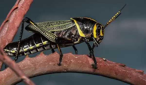 colorful grasshopper