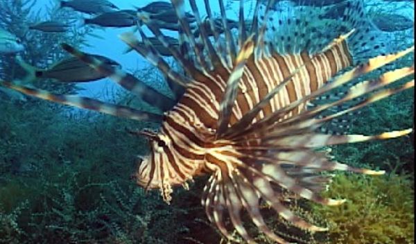 Photo of lionfish and other fish.