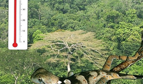 the lizard Enyalius leechi over the Amazon rainforest.