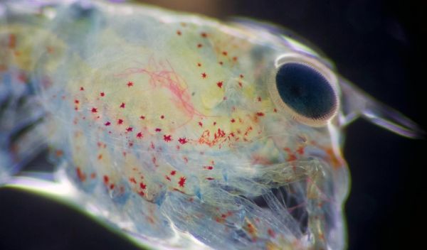 accumulated microplastic fibers are visible under this larval lobster's carapace