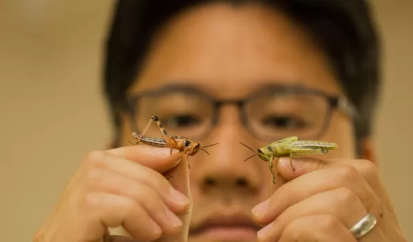 Song holding grasshopper nymphs