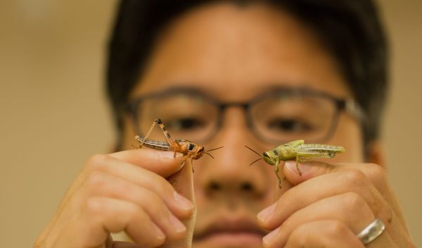 Song holding grasshopper nymphs