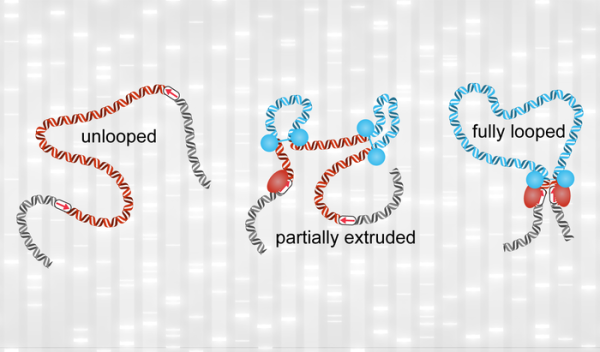 a chromatin structure unlooped, partially extruded, and fully looped