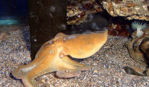 octopus