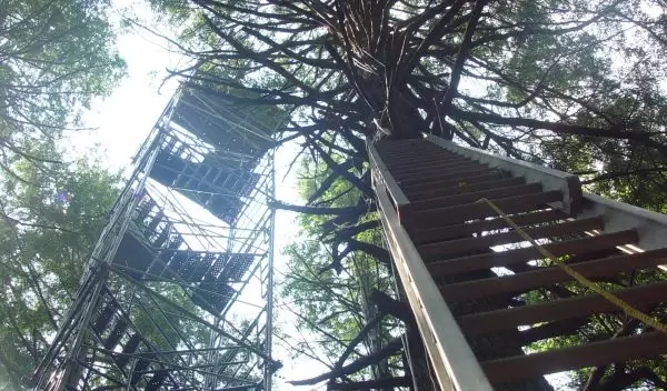 the Hemlock Tower in the Harvard Forest LTER site.