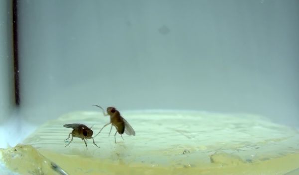 lunge and wing-threat behavior between a pair of male fruit flies.