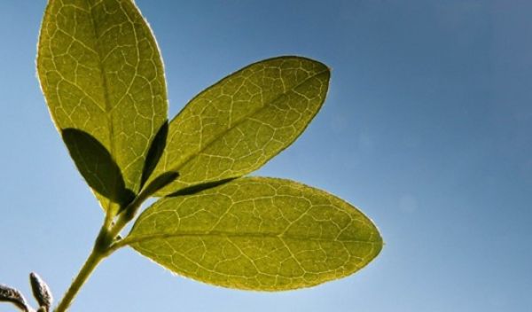 green leaves