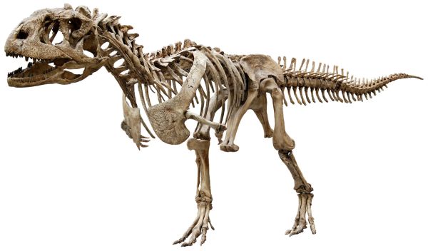 Photo of skeletal reconstruction of Majungasaurus, a Late Cretaceous dinosaur from Madagascar.