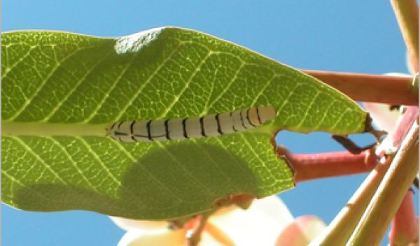 Larva on leaf