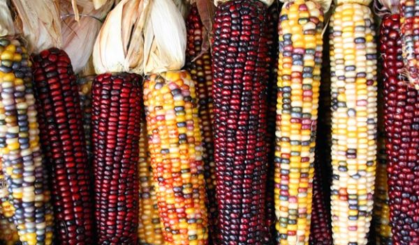 corn
