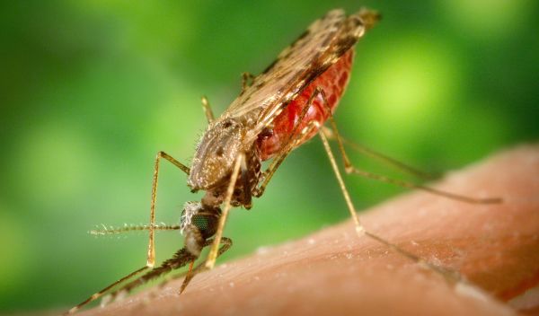 mosquito