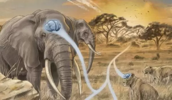 a rendition of the brain sizes in mammals