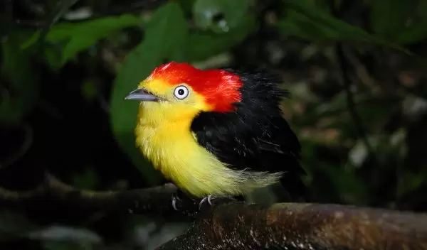 Photo of a male wire-tailed manakin displaying his striking plumage.