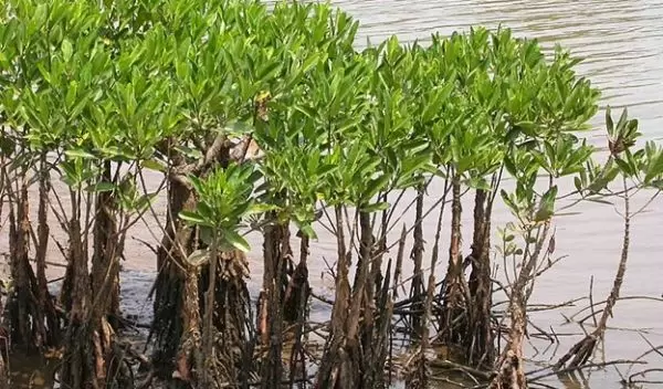 mangroves
