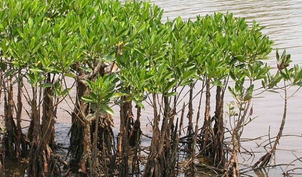 mangroves roots