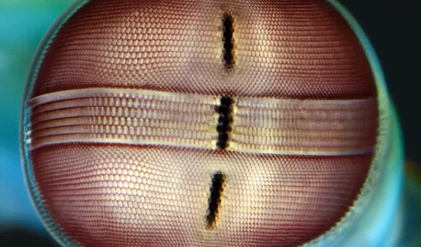close-up of the unique architecture of the mantis shrimp eye