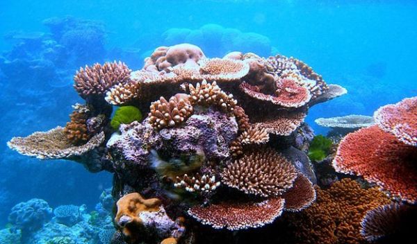 a variety of corals form an outcrop on Flynn Reef