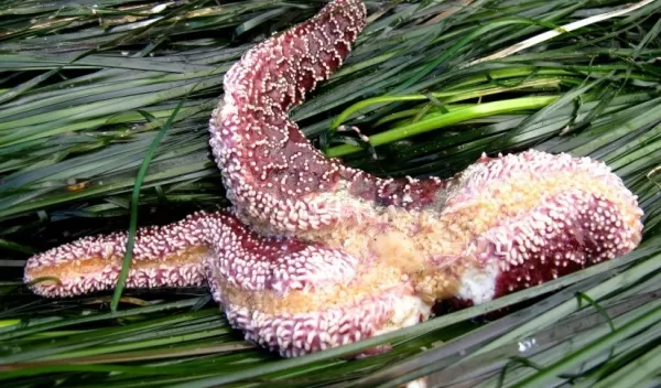 Sea star wasting disease