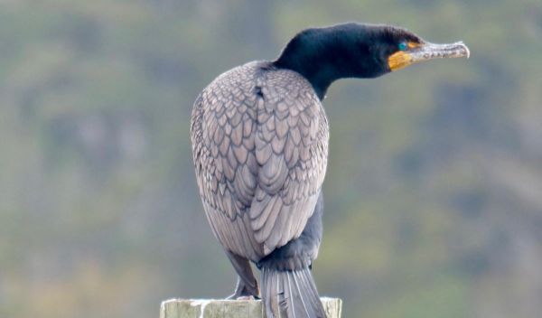 a bird sitting on a wood post