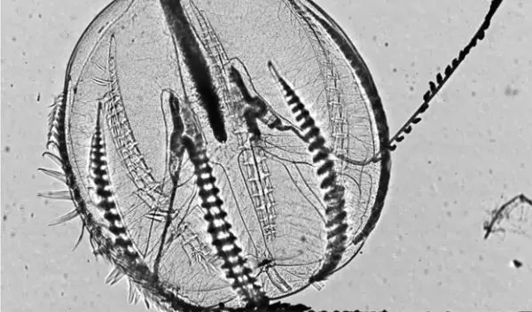 Ctenophore Pleurobrachia with ctenes