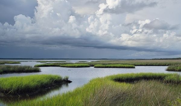marsh grasses
