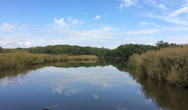 marshes