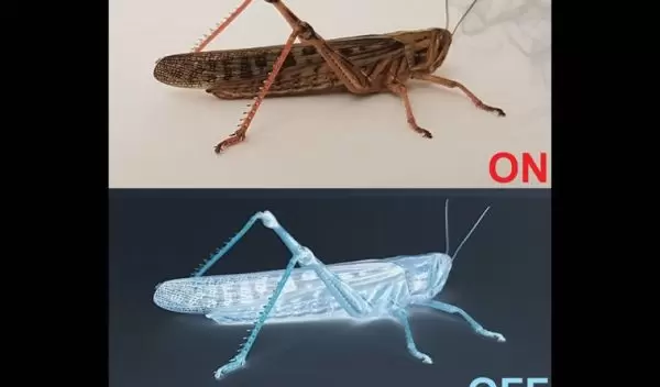 When ON neurons fire, a locust can smell an odor.  OFF neurons fire once the smell goes away.