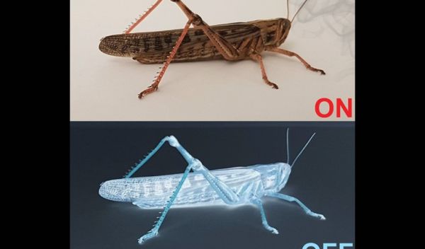 When ON neurons fire, a locust can smell an odor. OFF neurons fire once the smell goes away.