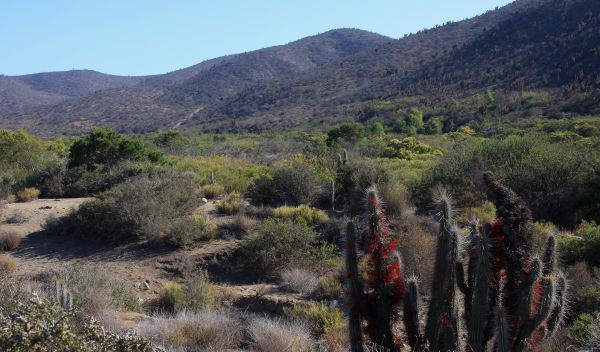 Photo of spiny shrubs in foreground, mountains in background, in Chile's Bosque de Fray Jorge Park.
