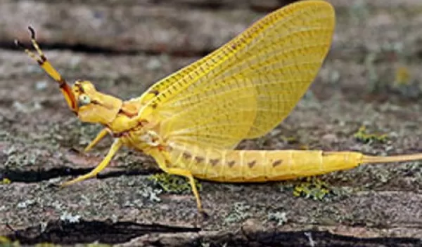 mayfly