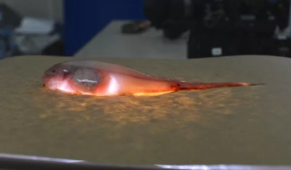 an illuminated snailfish