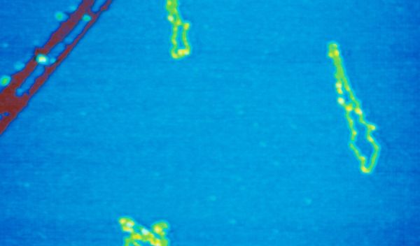 AFM images showing two yellow molecules on a blue mica surface.
