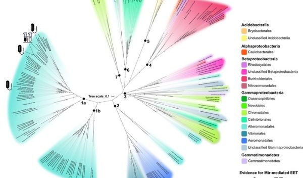 Phylogenetic tree of mtrCAB sequences