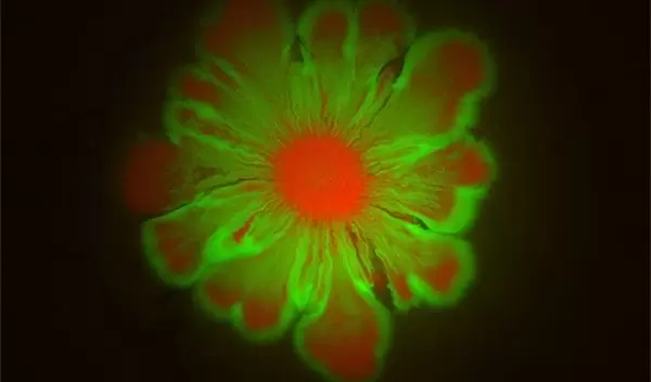 E. coli and A. baylyi cultures form flower-like patterns