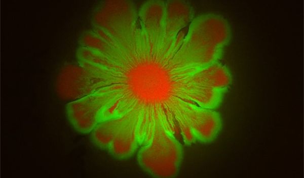 E. coli and A. baylyi cultures form flower-like patterns